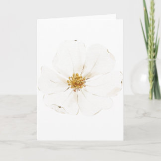 Handmålad vit peony (blank) kort