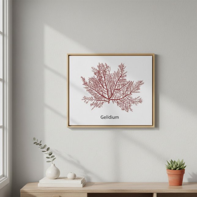 Handritad Gelidium Sjögräs  Poster (Skapare uppladdad)