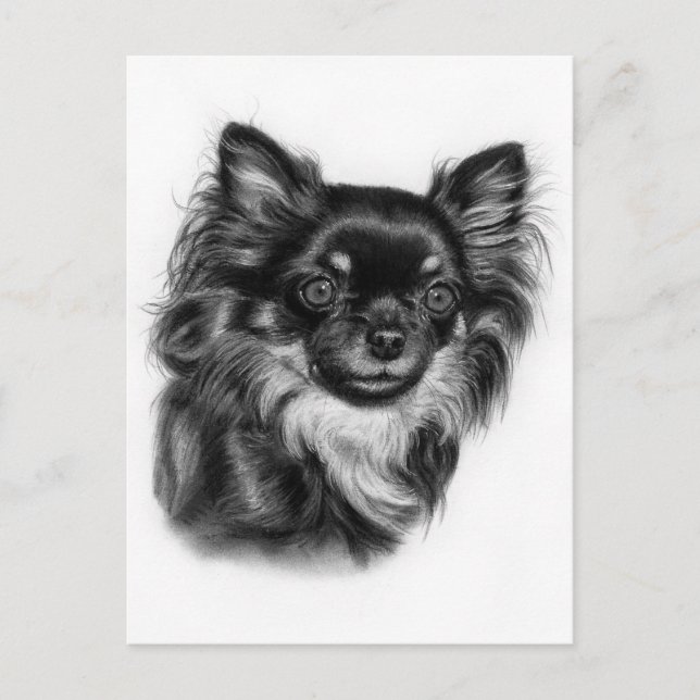 Handritad Långhårig Chihuahua Kolteckning Vykort (Framsida)