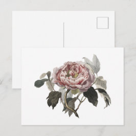 Handritad rosa kålros vykort