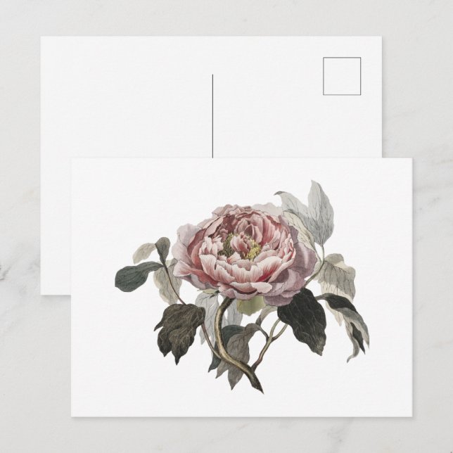 Handritad rosa kålros vykort (Fram/baksida)