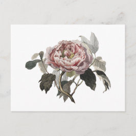 Handritad rosa kålros vykort