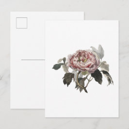 Handritad rosa kålros. vykort