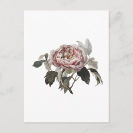 Handritad rosa kålros. vykort