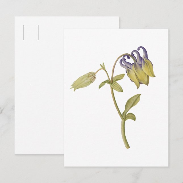 Handritad vanlig akvilegiflower vykort (Fram/baksida)