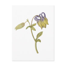 Handritad vanlig akvilegiflower