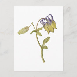 Handritad vanlig akvilegiflower vykort