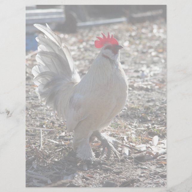 Handsome Bantam D'uccle Tupp (Framsida)