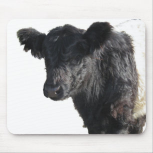 Handsome Belted Galloway Steer Musmatta