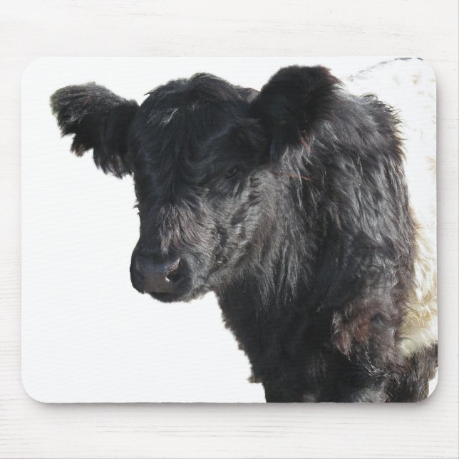 Handsome Belted Galloway Steer Musmatta (Framsidan)