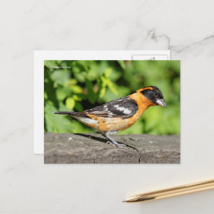 Handsome Black-Headed Grosbeak Songbird Vykort