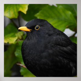 Handsome Blackbird Poster