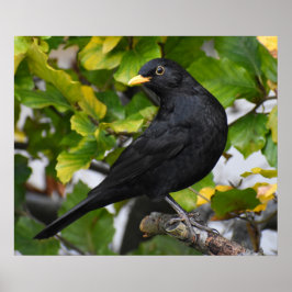 Handsome Blackbird Poster
