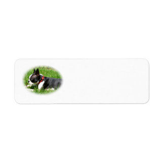 Handsome Boston Terrier Hund on Grass with Stick Returadress Etikett
