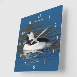 Handsome Bufflehead Anka vid vinter Pond Fyrkantig Klocka
