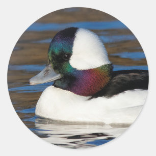 Handsome Bufflehead Anka vid vinter Pond Runt Klistermärke