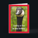 Handsome Canada Goose Funny Birthday Card Kort<br><div class="desc">Han tittar bra på sin födelsedag,  höger? Berätta hur fantastisk han är med det här fåniget-kortet. Anpassa meddelandena och skapa din egen roligt. Photo ©Christine Greenspan</div>