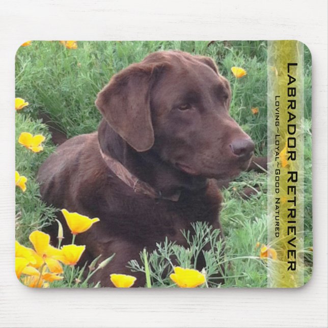 Handsome Chocolate Labrador Retriever Hunting Hund Musmatta (Framsidan)