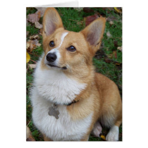 Handsome Corgi Hälsningskort