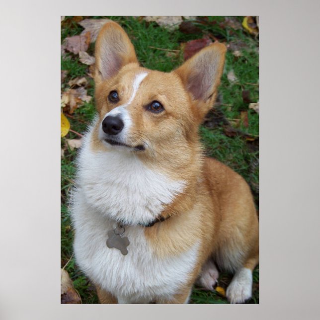 Handsome Corgi Poster (Framsidan)