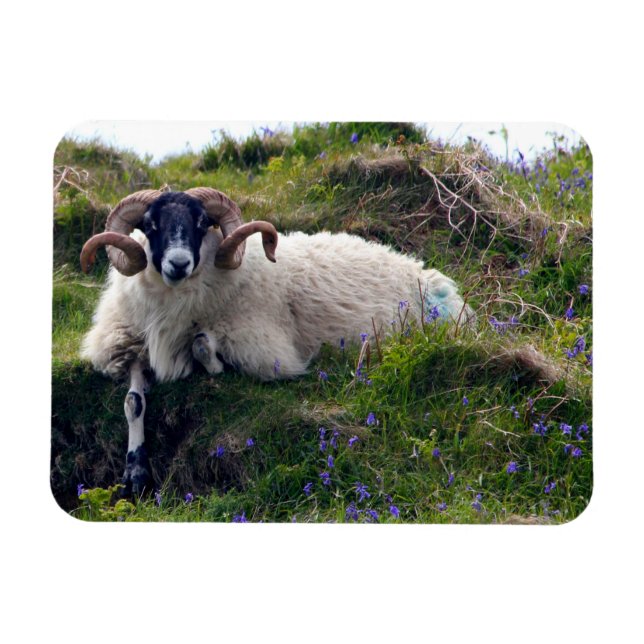 Handsome Curly Horned Ram Lounging in Bluebells Magnet (Horisontell)