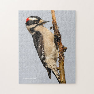 Handsome Downy Woodpecker på Pear Träd Pussel