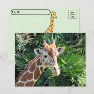Handsome Giraffe-vykort Vykort
