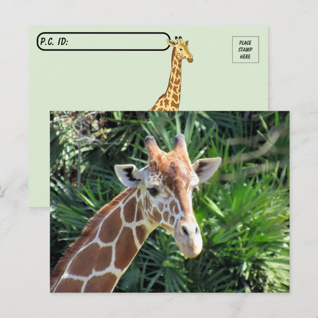 Handsome Giraffe-vykort Vykort (Fram/baksida)