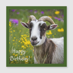 Handsome Goat