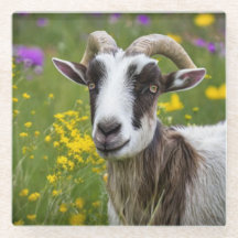 Handsome Goat