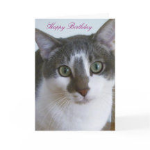 Handsome Grått and White Cat Birthday