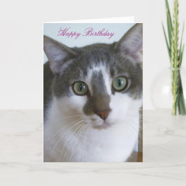 Handsome Grått and White Cat Birthday Kort