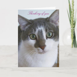 Handsome Grått and White cat- Thinking of You Kort