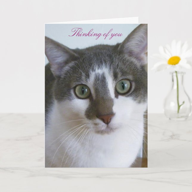 Handsome Grått and White cat- Thinking of You Kort (Liten växt)