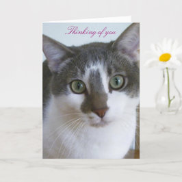 Handsome Grått and White cat- Thinking of You Kort