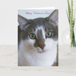 Handsome Grått and White cat-Valentine Day Helgkort