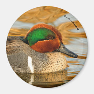 Handsome Grönt-Winged Teal Anka på Golden Pond Magnet