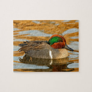 Handsome Grönt Winged Teal Anka på Golden Pond Pussel