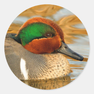 Handsome Grönt-Winged Teal Anka på Golden Pond Runt Klistermärke
