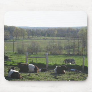 Handsome Herd of Belties Relaxing Musmatta