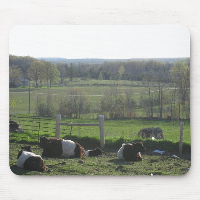 Handsome Herd of Belties Relaxing Musmatta (Framsidan)