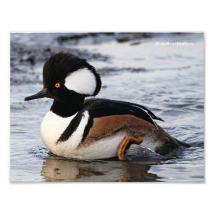 Handsome Hooded Merganser on Move Fototryck