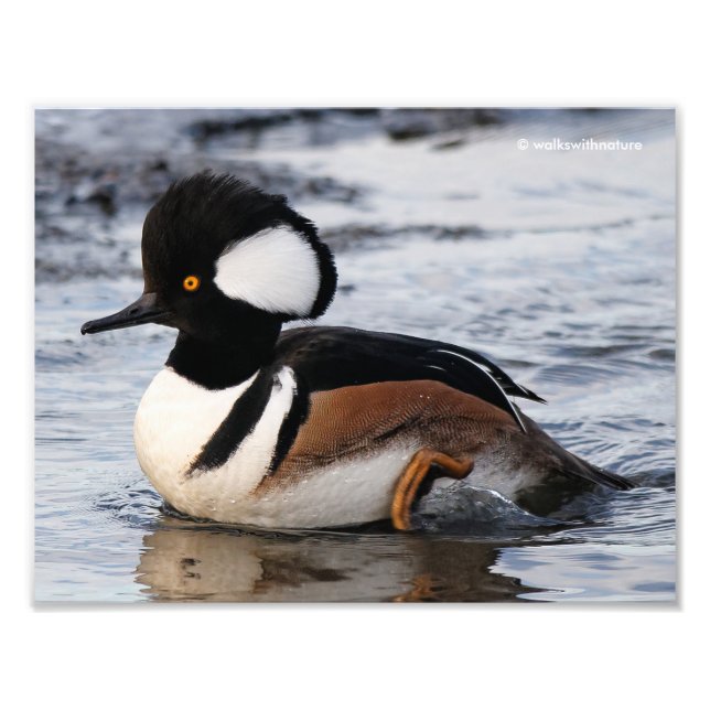 Handsome Hooded Merganser on Move Fototryck (Framsidan)