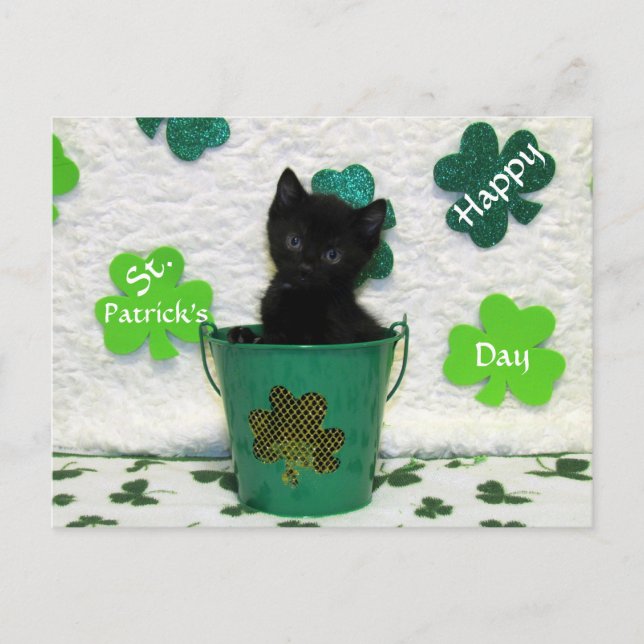 Handsome Jacks St. Patrick's Day Cat / Kitten Vykort (Framsida)
