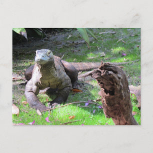 Handsome Komodo Dragon-vykort Vykort