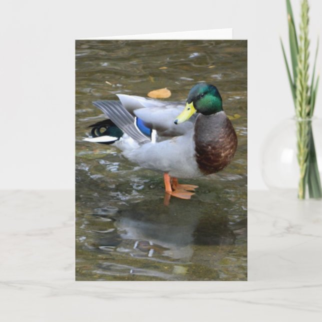 Handsome Mallard Anka Greeting Card Kort (Framsida)