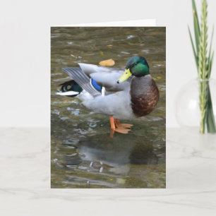 Handsome Mallard Anka Greeting Card Kort