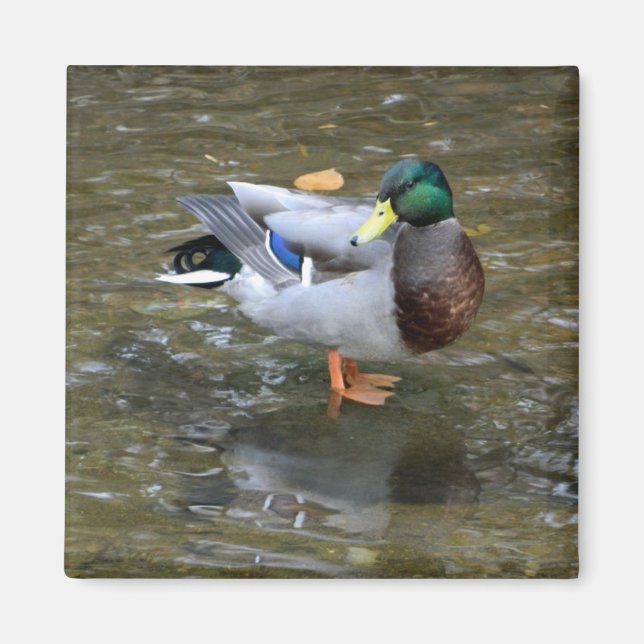 Handsome Mallard (Male) Anka Magnet (Framsidan)