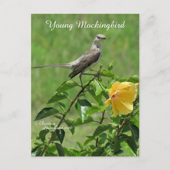 Handsome Mockingbird-vykort Vykort (Framsida)