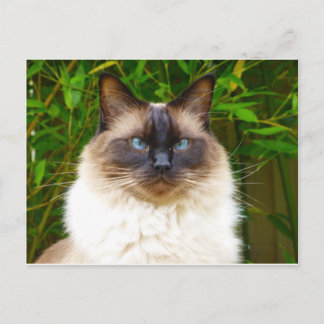 Handsome Oscar Vykort